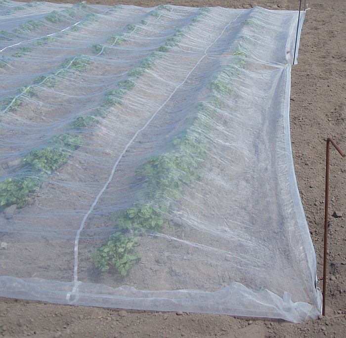 Cropsafe anti insect mesh has been trialled in a study into TPP management by the BHU - Lincoln university.